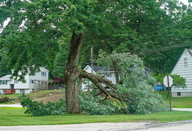 The Steps Involved in Our Tree Care Process in Riverside, OH